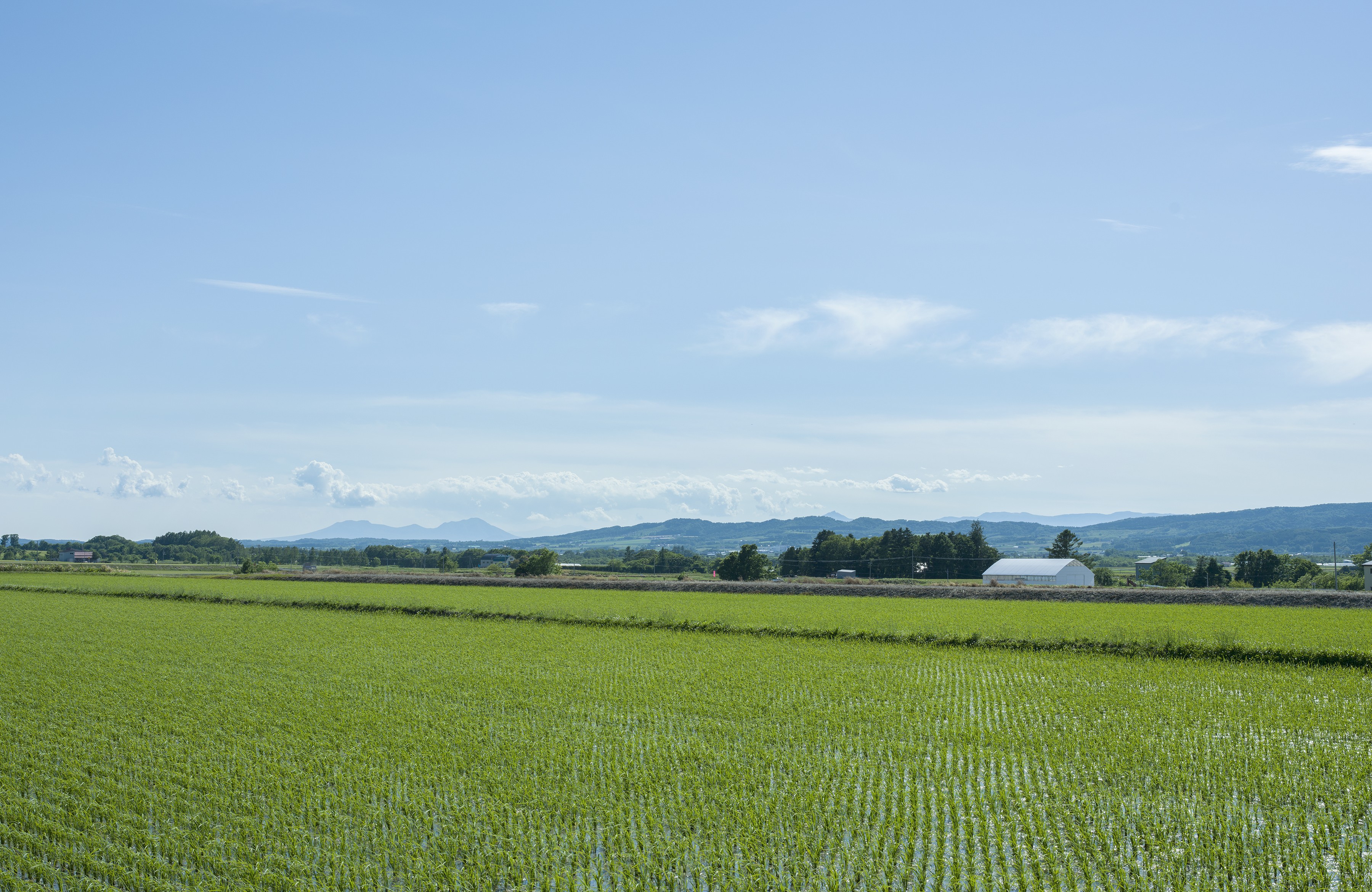 Hokkaido rice fields
