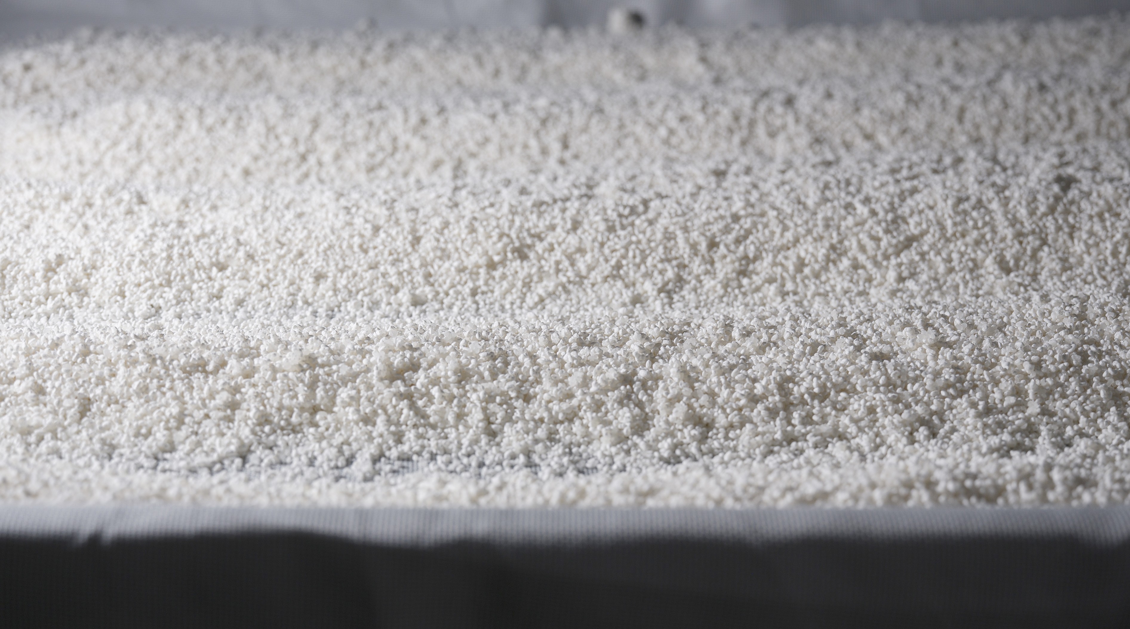 Rice koji used for sake brewing