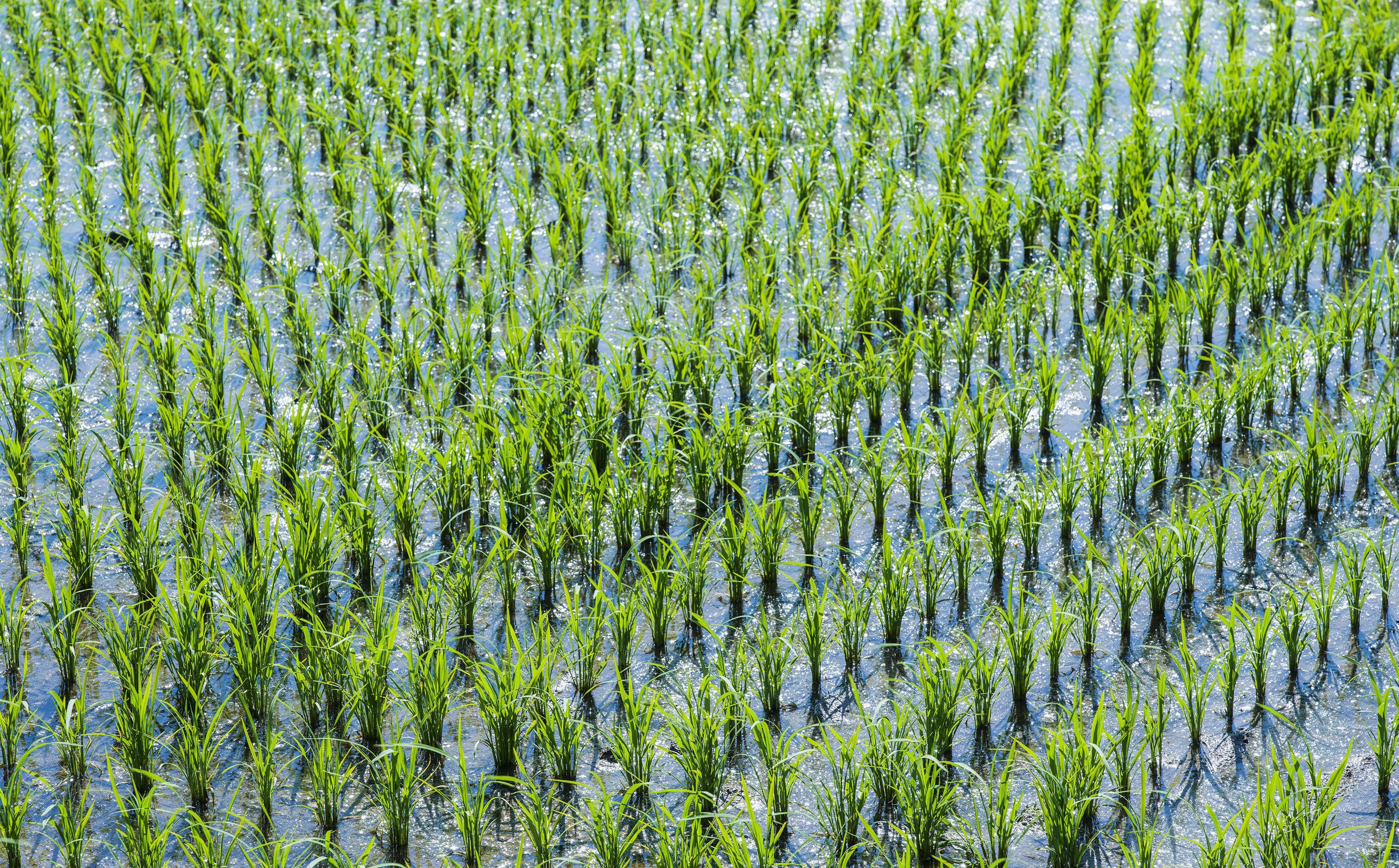 Hokkaido-grown rice field